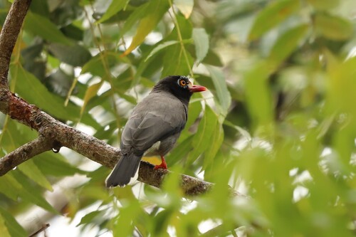 Chestnut-fronted Helmetshrike (Prionops scopifrons)