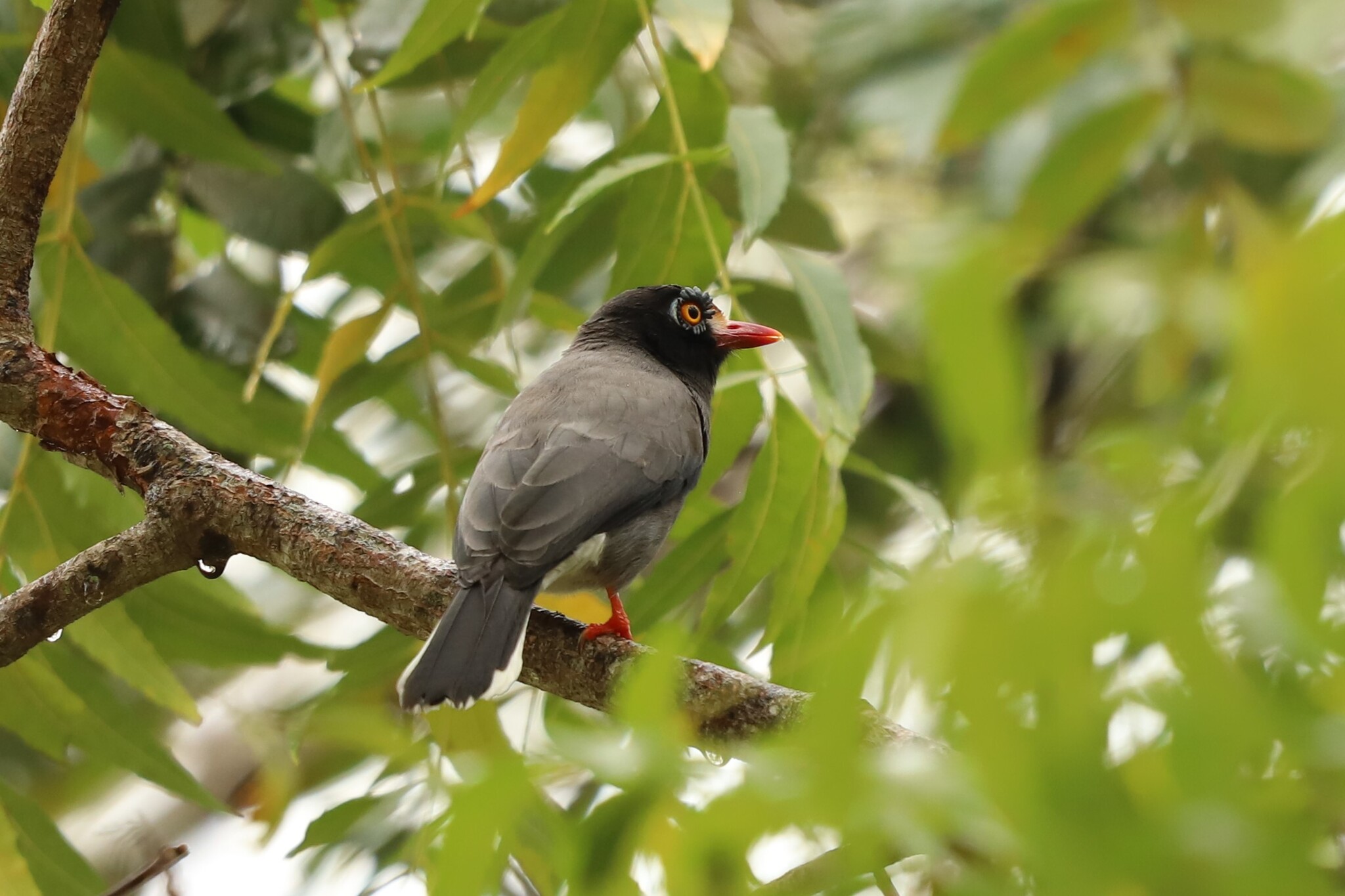 Chestnut-fronted Helmetshrike (Prionops scopifrons), photo 1
