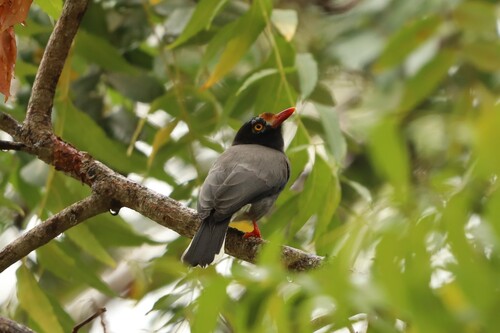 Chestnut-fronted Helmetshrike (Prionops scopifrons), photo 10