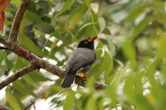 Chestnut-Fronted Helmetshrike photo 5