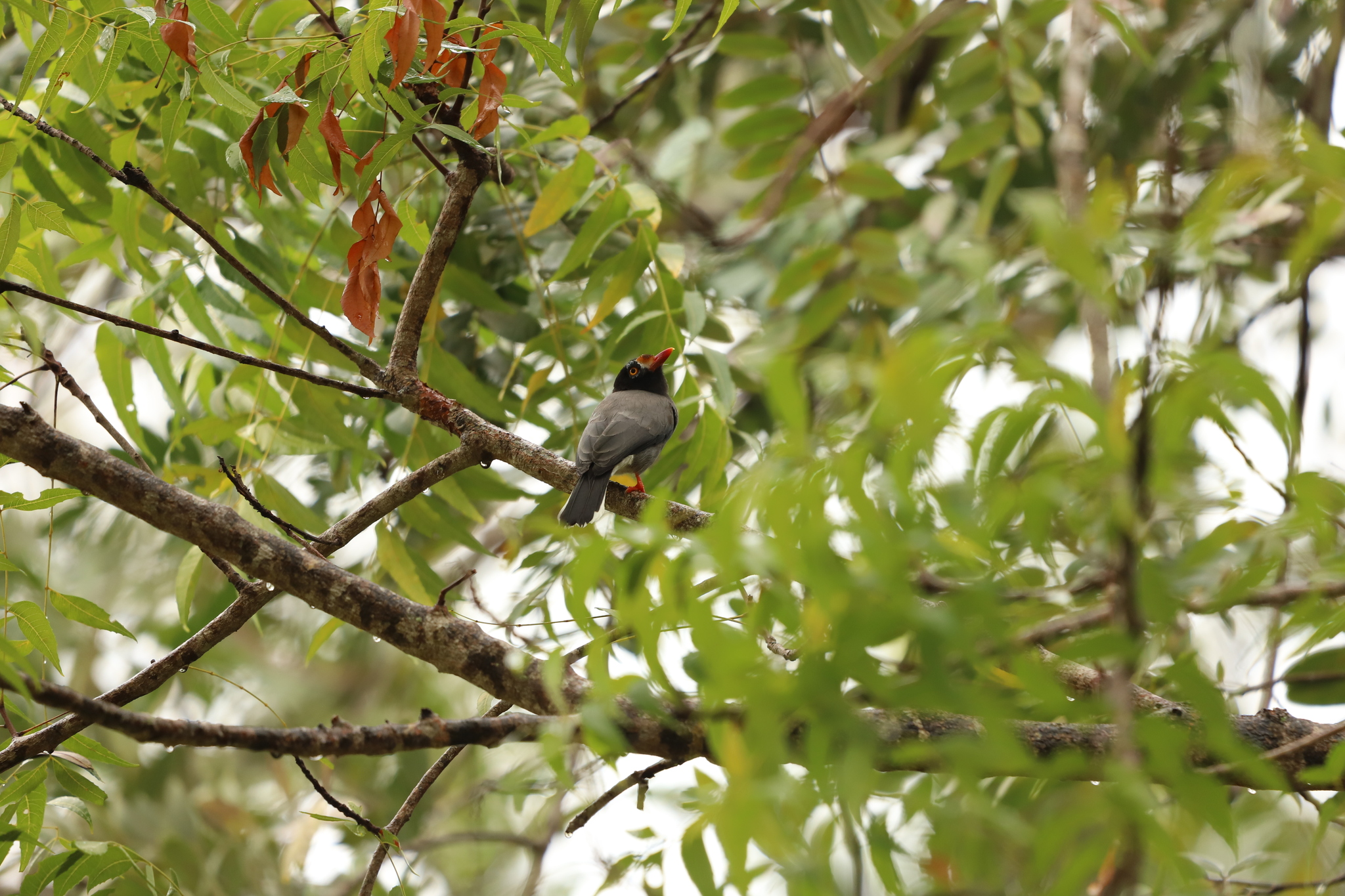Chestnut-fronted Helmetshrike (Prionops scopifrons), photo 2