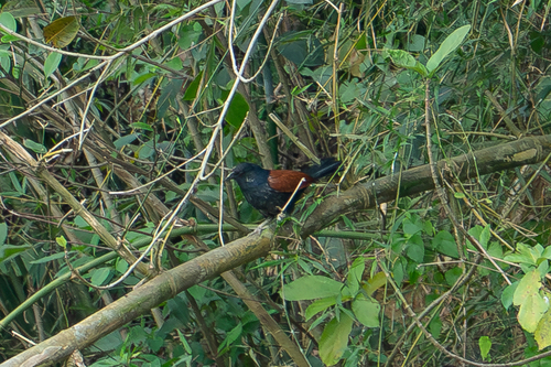 Greater Coucal