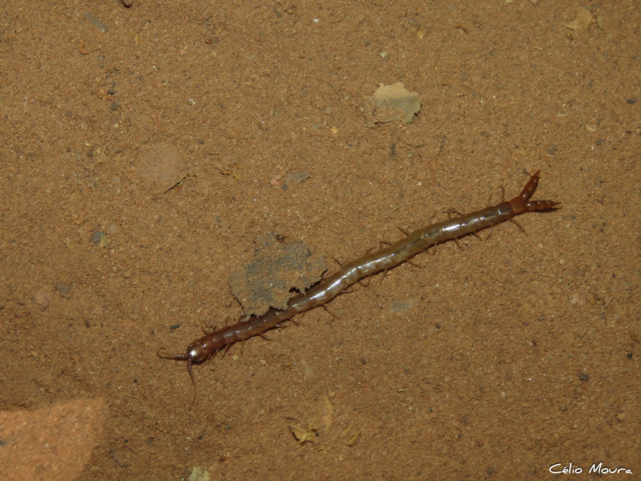 Scolopendropsis bahiensis Brandt, 1841
