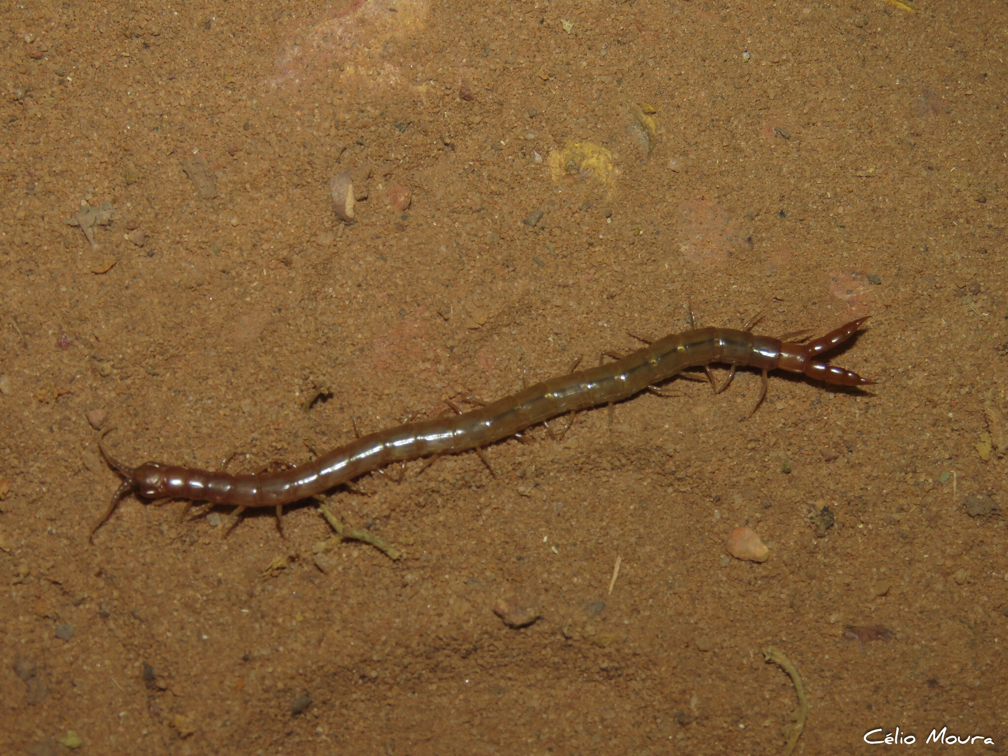 Scolopendropsis bahiensis Brandt, 1841