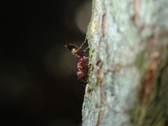 Crematogaster castanea castanea