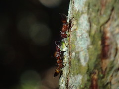 Crematogaster castanea castanea