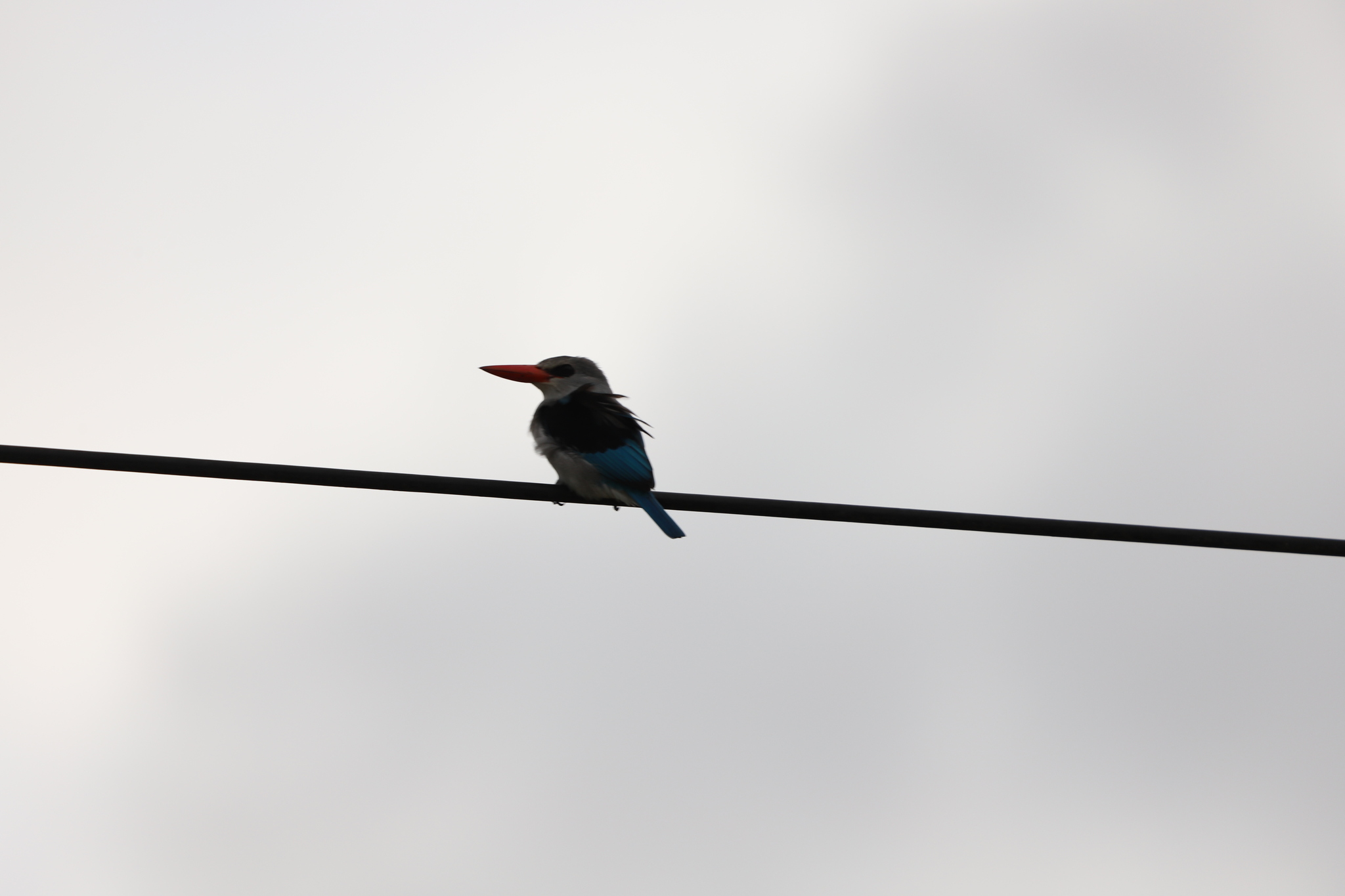 Mangrove Kingfisher (Halcyon senegaloides), photo 8