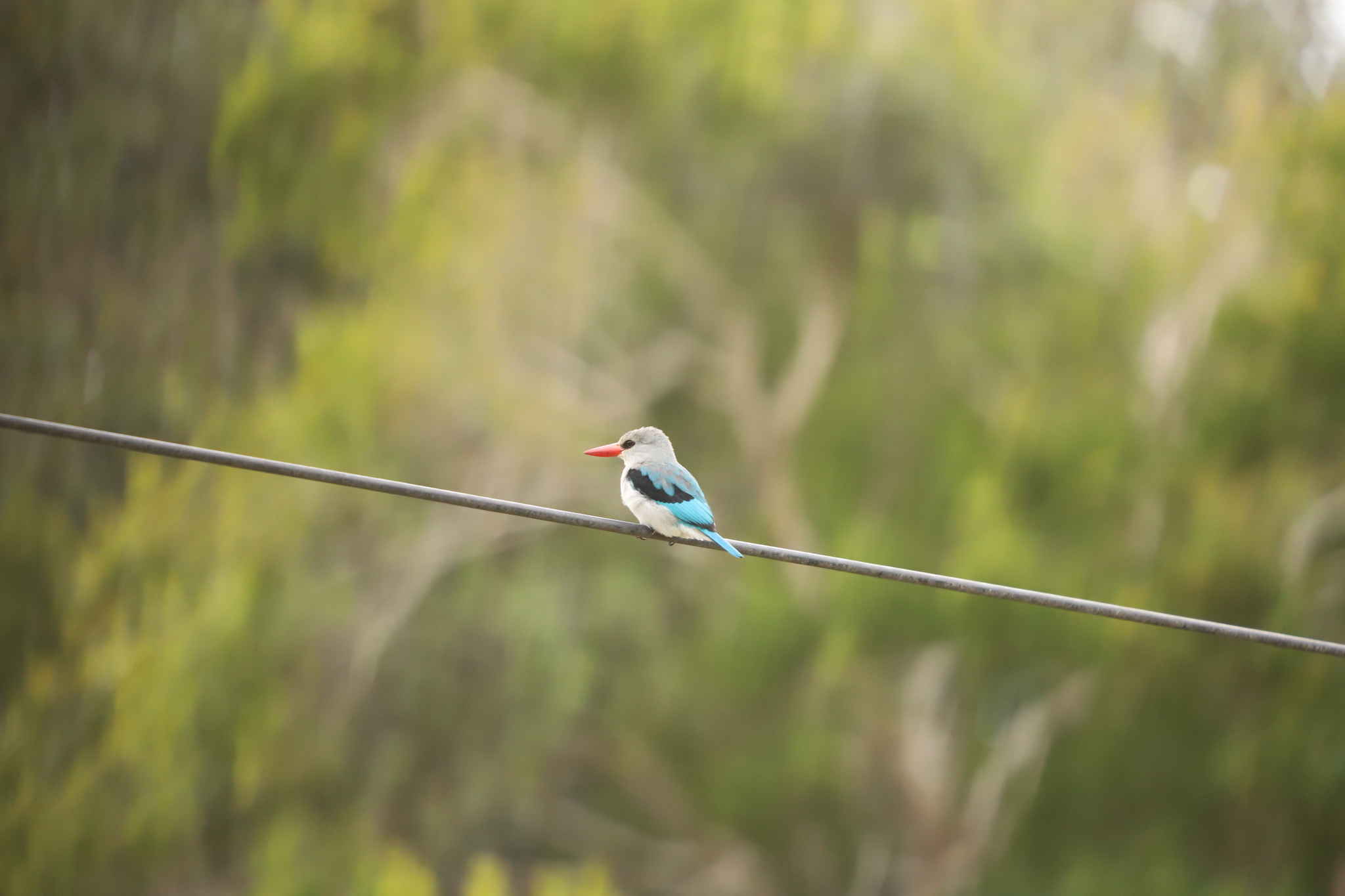 Mangrove Kingfisher (Halcyon senegaloides), photo 9