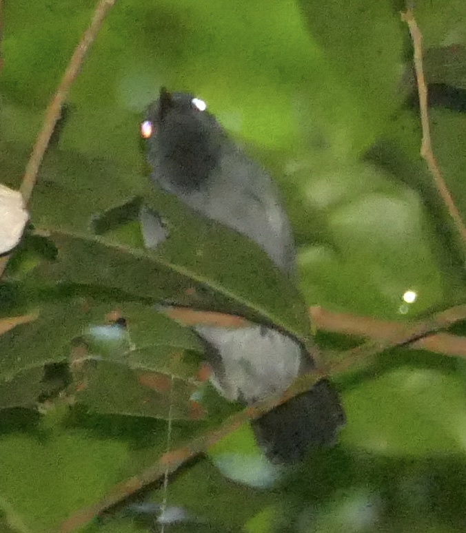 Dusky-throated Antshrike (Thamnomanes ardesiacus), photo 8