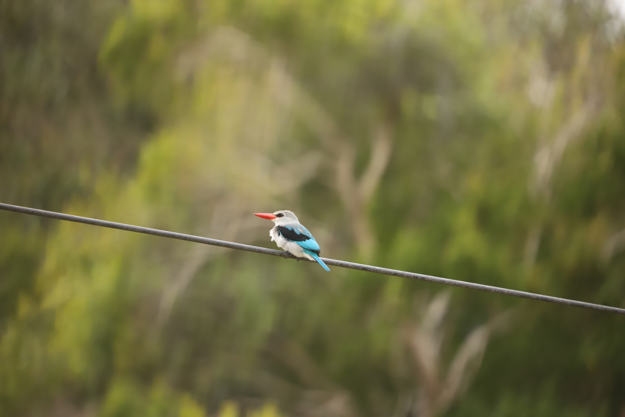 Mangrove Kingfisher (Halcyon senegaloides), photo 10