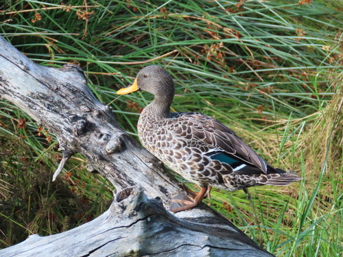 iNaturalist: (c) Kim, some rights reserved (CC BY-NC), uploaded by Kim iNaturalist image