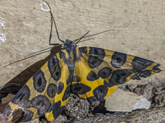 Pantherodes pardalaria