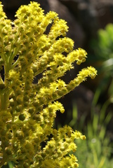 Aeonium diplocyclum image