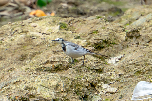 White Wagtail
