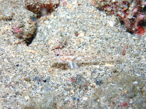 Fusigobius duospilus observed 2025-12-12