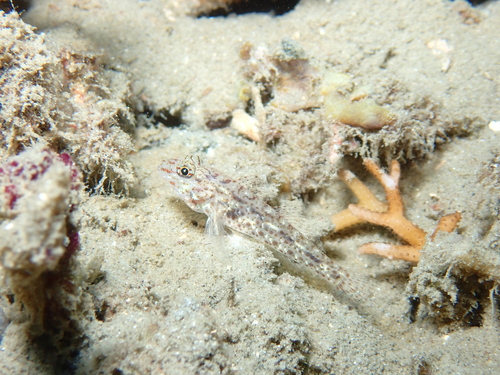 Fusigobius humeralis observed 2025-12-22