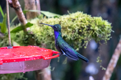 Campylopterus villaviscensio