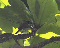 Phaenicophilus palmarum