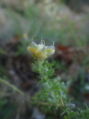 Genista hispanica