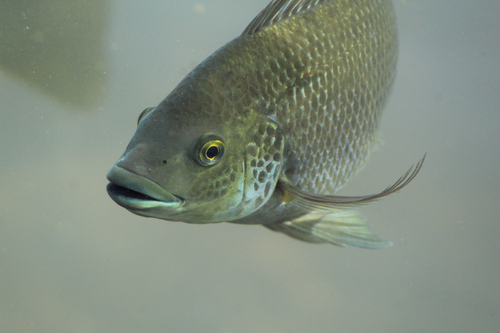 Oreochromis mossambicus