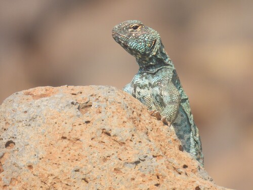 Ocellated Spinytail, Uromastyx ocellata