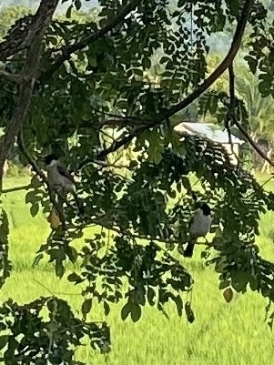 Pycnonotus aurigaster