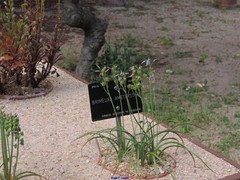 Brimeura amethystina