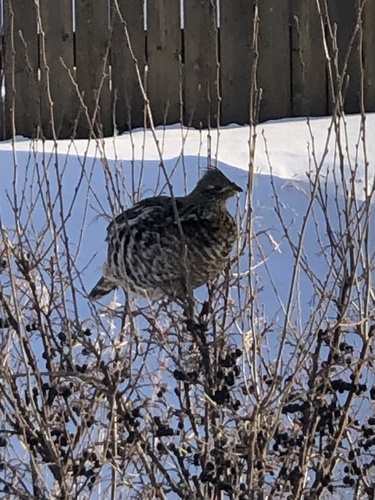 Ruffed Grouse