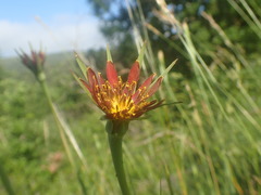 Tragopogon crocifolius
