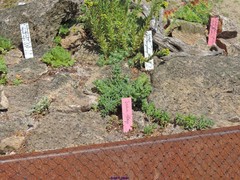 Sempervivum vicentei