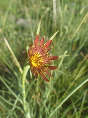 Tragopogon crocifolius