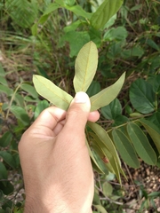 Swartzia macrostachya