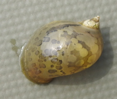 Ampullaceana balthica