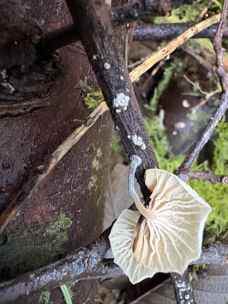 Marasmiellus candidus · January 2026 · photo: © jerryn (iNaturalist, cc-by)