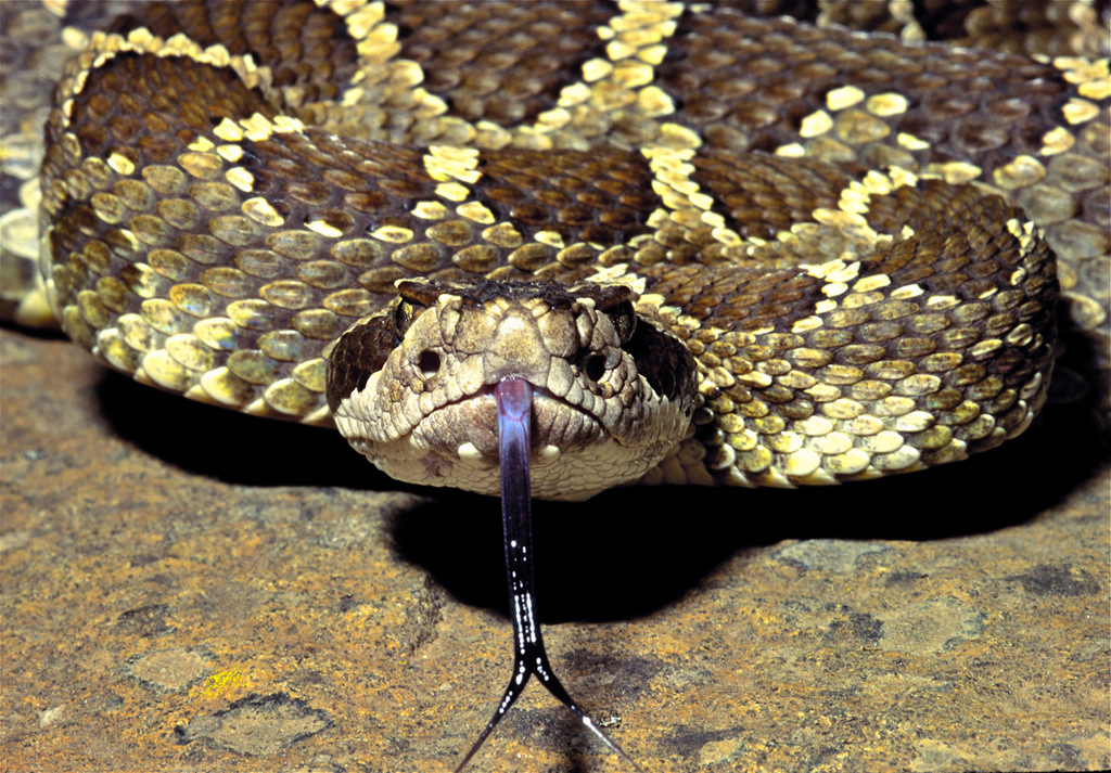 Northern Pacific Rattlesnake In May 1992 By Herper47 · INaturalist