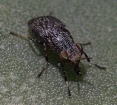 Stictomyia longicornis