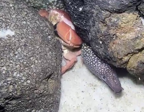 Snowflake-patch moray (Gymnothorax niphostigmus) — Muraenidae