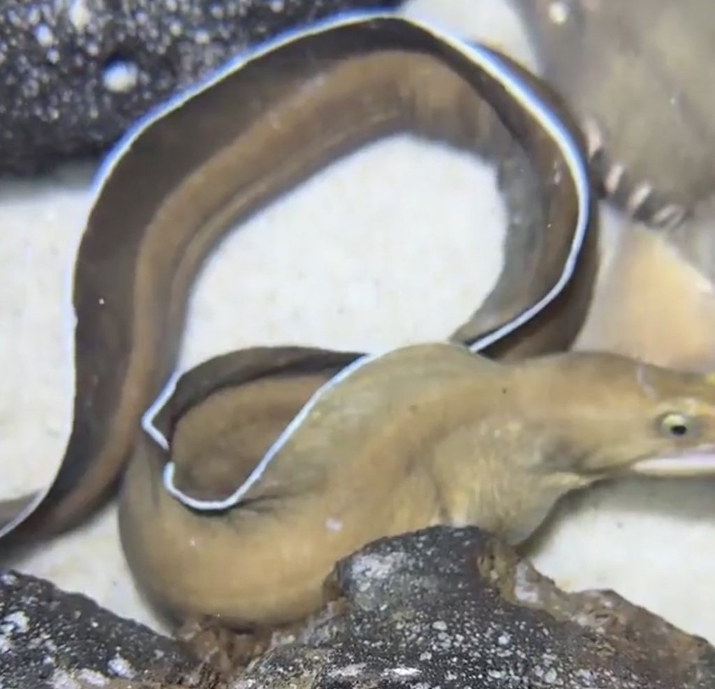 White-edged Moray