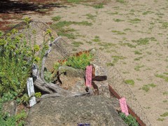 Sempervivum vicentei