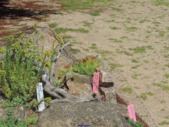 Sempervivum vicentei