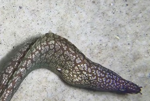 Snowflake-patch moray (Gymnothorax niphostigmus) — Muraenidae