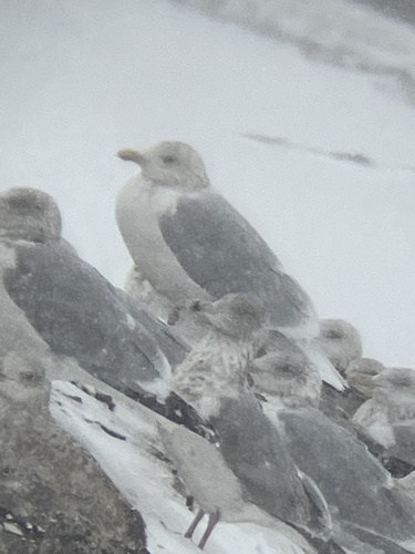 Glaucous Gull (Larus hyperboreus), photo 6