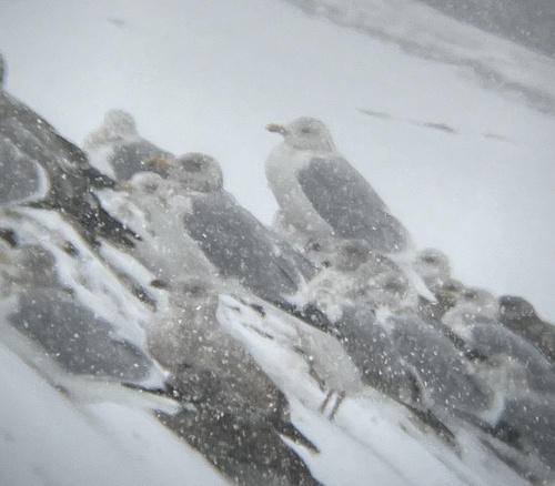 Glaucous Gull (Larus hyperboreus), photo 7
