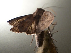 Mythimna separata