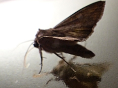 Mythimna separata