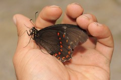 Papilio menatius victorinus