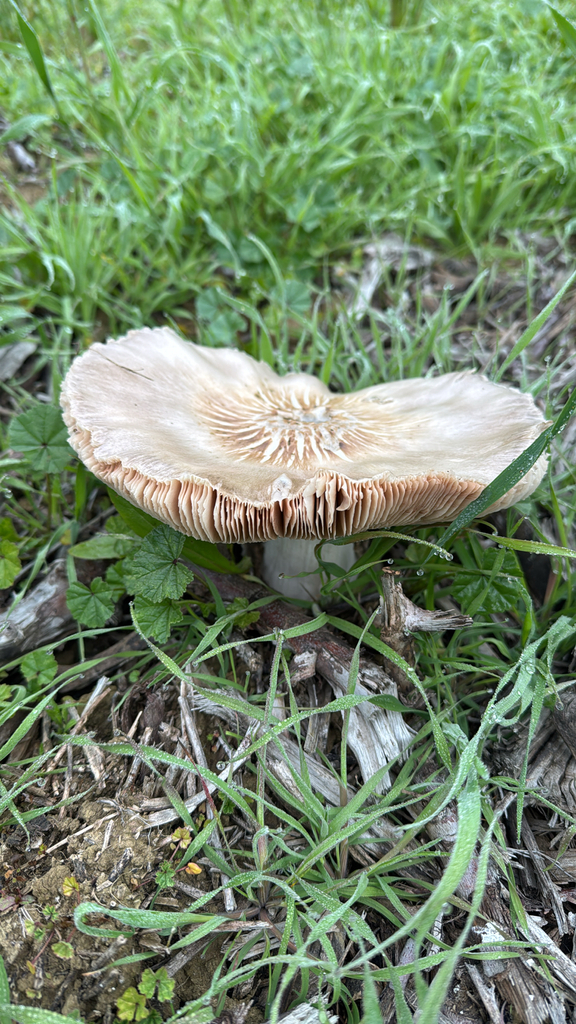 Volvopluteus gloiocephalus · January 2026 · photo: © ghwada (iNaturalist, cc-by)