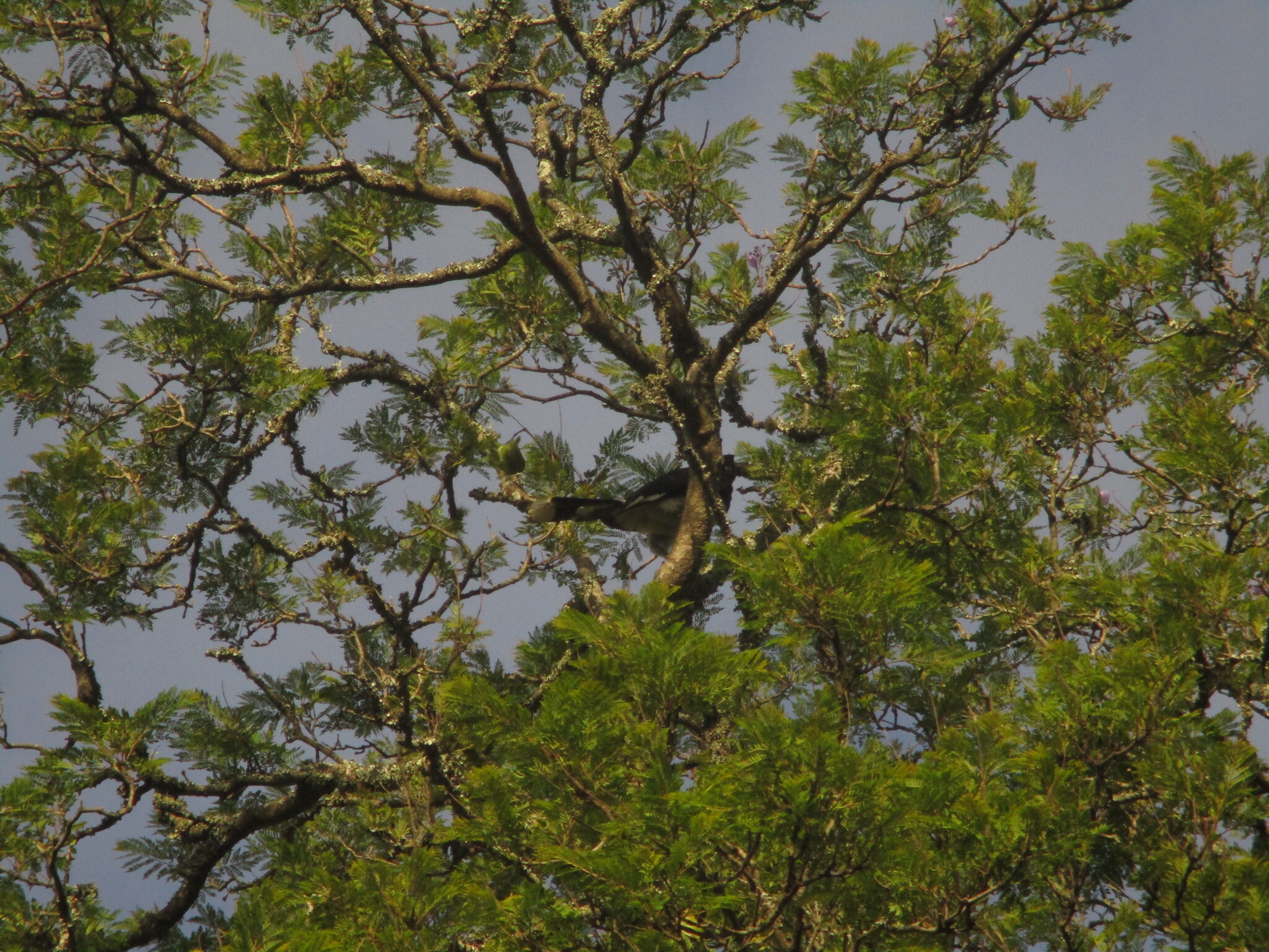 Trumpeter Hornbill (Bycanistes bucinator), photo 2