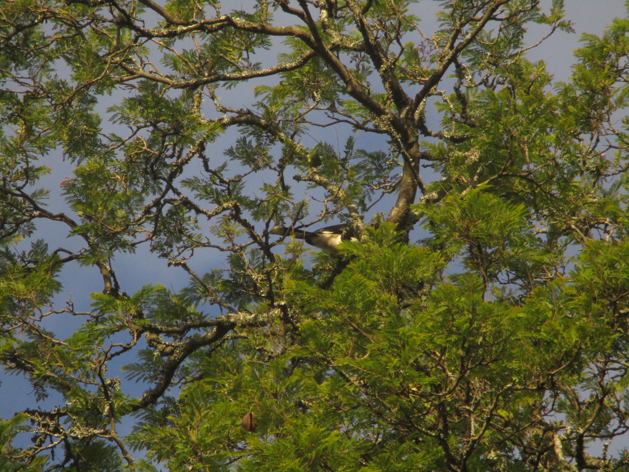 Trumpeter Hornbill (Bycanistes bucinator), photo 8