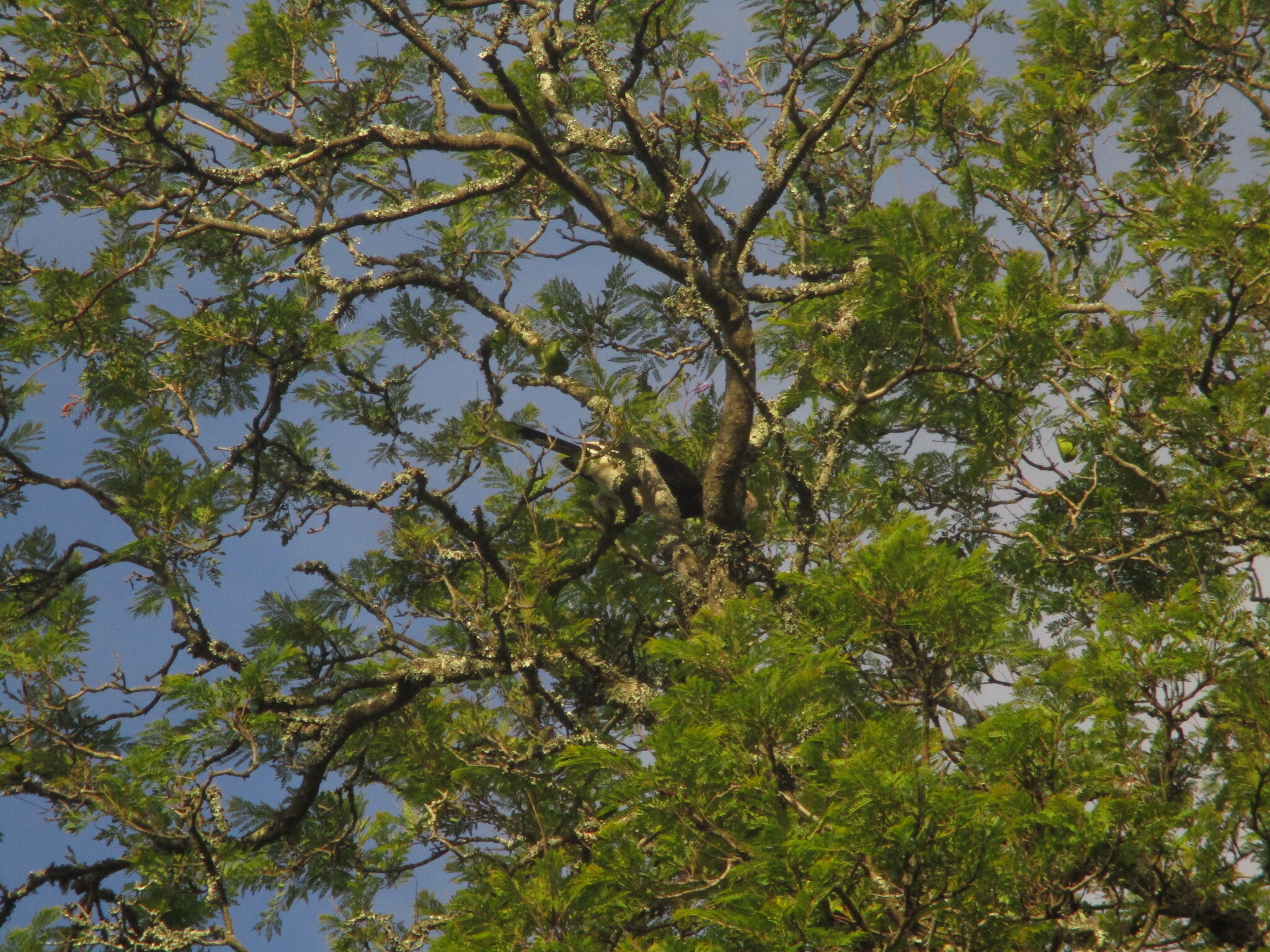Trumpeter Hornbill (Bycanistes bucinator), photo 9
